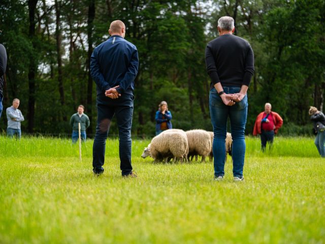 Workshop Schapendrijven